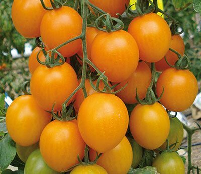 Aštuonkojis oranžinė slyva F1