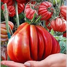 Tlakolula de Matamoros