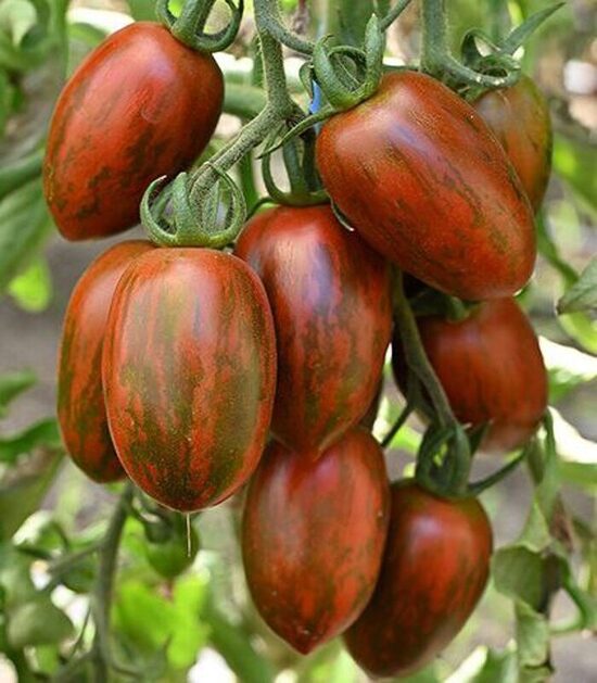 Dwarf Audrey's Love/nykštukas "meilė Odry"