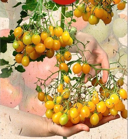 desertiniai "Honey Rain"