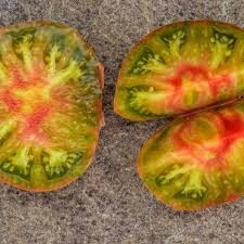  trispalvis "Harvard Square"