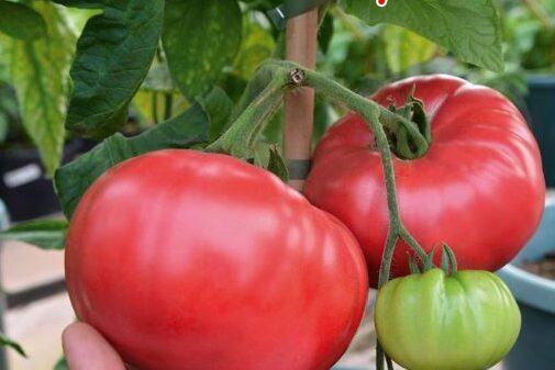 Žemaūgė Karalienė