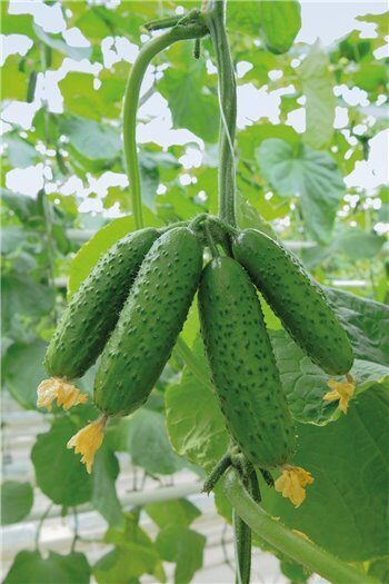 Ankstyvi kekiniai agurkai  AVION F1