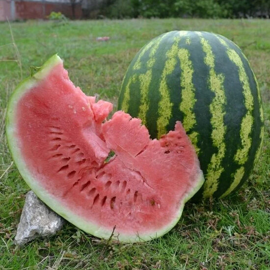 Arbūzas "Avietinis cukrus"