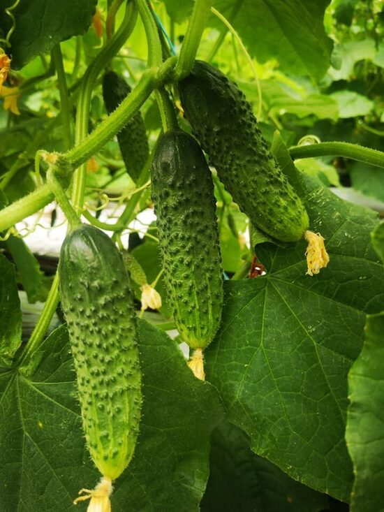 Labai ankstyvas kekinis Merengue H