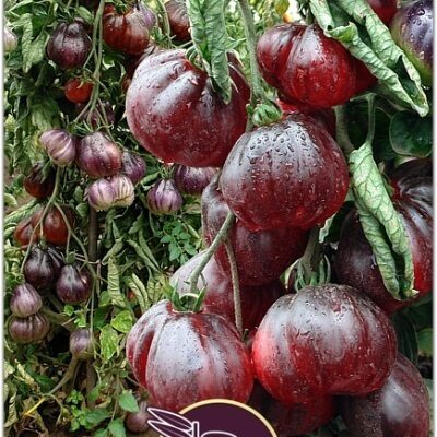 „Japoninis violetinis triufelis“ 